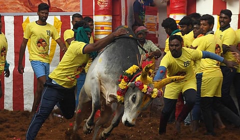 திண்டுக்கல் மாவட்டத்தில் குறையும் ஜல்லிக்கட்டு போட்டிகள்!