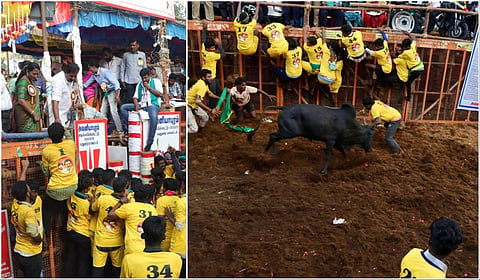 மதுரை அவனியாபுரம் ஜல்லிக்கட்டுப் போட்டியில் சீறிப்பாய்ந்த காளைகளை வீரர்கள் அடக்கினர்