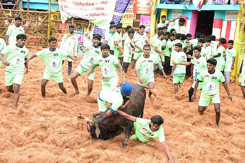 மதுரை பாலமேடு ஜல்லிக்கட்டு | படம்: எஸ்.கிருஷ்ணமூர்த்தி.