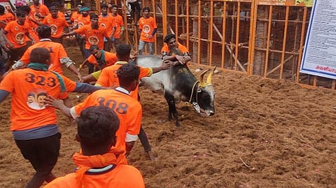 ஜல்லிக்கட்டு ஆபத்தை இன்னும் குறைக்க வேண்டும்!
