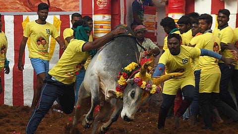 அலங்காநல்லூர் ஜல்லிக்கட்டு தொடங்கியது: களத்தில் அசத்தும் காளைகள்... அடக்கும் காளையர்!