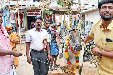 ஜல்லிக்கட்டு: 6-வது ஆண்டாக கன்றுடன் ரூ.1 லட்சம் மதிப்புள்ள ‘காங்கயம்’ பசு வழங்கிய இளைஞர்!