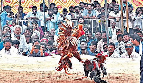 பொங்கல் பண்டிகை: ஆந்திராவில் கோடிக்கணக்கில் சேவல் பந்தயம்!