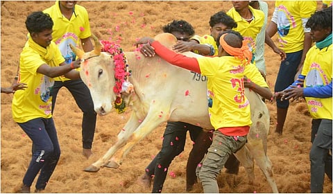 கண்டிப்பட்டி மஞ்சுவிரட்டில் தொழுவில் இருந்து அவிழ்த்துவிடப்பட்ட காளையை அடக்க முயன்ற மாடுபிடி வீரர்கள்.