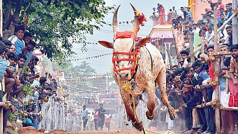 சோழவரம் ஓடுதளத்தில் சீறிப்பாய்ந்த காளைகள்