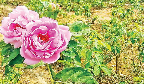 வறட்சியான விருதுநகரில் பன்னீர் ரோஜா சாகுபடி - உரிய விலை கிடைப்பதால் மகிழ்ச்சி
