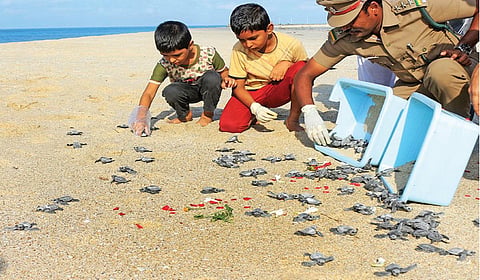 தனுஷ்கோடி கடலில் விடப்படும் ஆமை குஞ்சுகள் (கோப்பு படங்கள்)