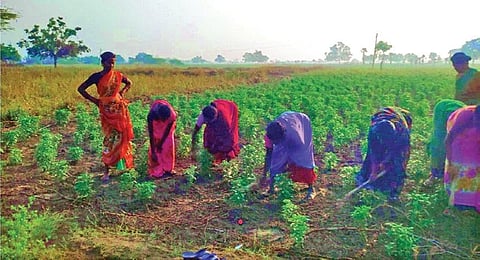 பண்ணைப் பயிற்சியால் பெருகிய மகசூல் | வாழ்ந்து காட்டுவோம்!