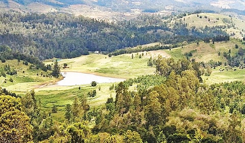 கொடைக்கானல் மேல்மலை கிராமமான மன்னவனூரில்  புல்வெளிகளை ஆக்கிரமித்து வளர்ந்துள்ள அந்நிய மரங்கள்.