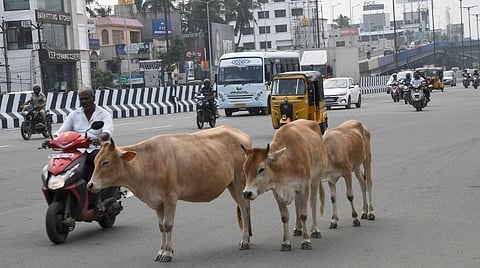 நாய், மாடுகளுக்கு மைக்ரோ சிப் பொருத்த முடிவு: சென்னை மாநகராட்சி கூட்டத்தில் தீர்மானம் நிறைவேற்றம்