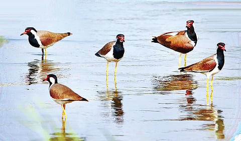 ஒளிப்படம்: பாரத் வியாஸ்