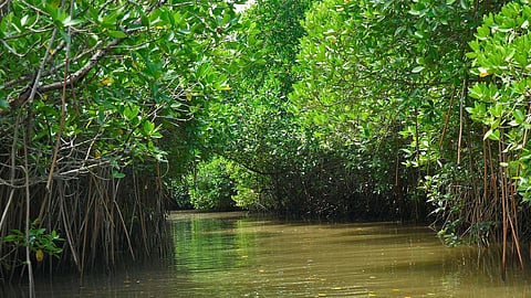 தமிழக ராம்சர் பகுதிகளின் எண்ணிக்கை 20-ஆக உயர்வு: இந்தியாவிலேயே மிக அதிகம் என முதல்வர் பெருமிதம்