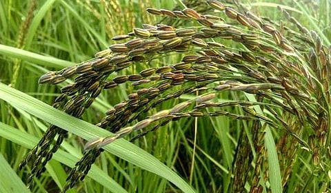 கோப்புப் படம்