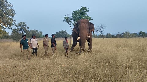 கோவை வரப்பாளையம் பகுதியில் நிறுத்தி வைக்கப்பட்டுள்ள சின்னத்தம்பி கும்கி யானை.