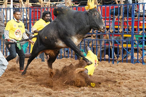 மதுரை கலைஞர் நூற்றாண்டு அரங்கில் 2-வது நாளாக களைகட்டிய ஜல்லிக்கட்டு போட்டி
