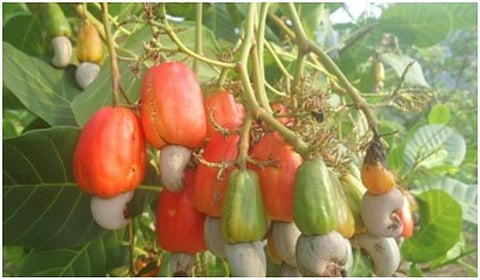 குமரியில் முந்திரி மகசூல் இழப்பு: விலையும் ரூ.130 ஆக குறைந்ததால் விவசாயிகள் வேதனை
