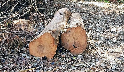 நீலகிரியில் அழிக்கப்படும் வளங்களும், கேரளாவுக்கு கடத்தப்படும் மரங்களும்..! 