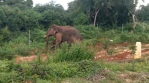 மகா சிவராத்திரி கொண்டாட காட்டுக்குள் சென்ற 3 பக்தர்கள் யானைகள் தாக்கி உயிரிழப்பு