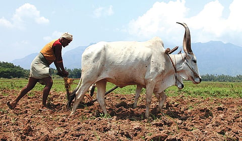 உழவுத் தொழில் படும் காயங்கள்