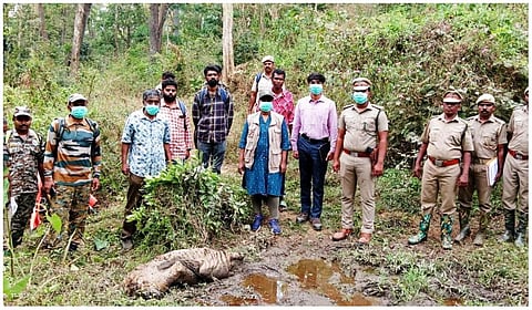 நீலகிரி - பென்னை காப்புக்காட்டில் பெண் புலி உயிரிழப்பு