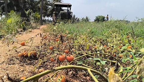 தக்காளிக்கு போதிய விலை இல்லாததால் டிராக்டர் மூலம் அழிப்பு - பல்லடம் அருகே மீண்டும் சோகம்