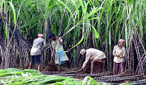 அடுத்த ஆண்டு கரும்புக்கான ஆதார விலை டன் ஒன்றுக்கு ரூ.4,000 ஆக உயர்த்தி வழங்கப்படும்: அமைச்சர் தகவல்