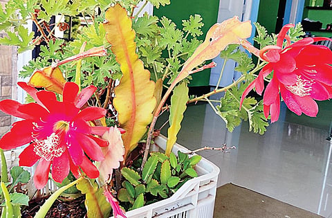 உதகையில் பூத்த சிவப்பு பிரம்ம கமலம்