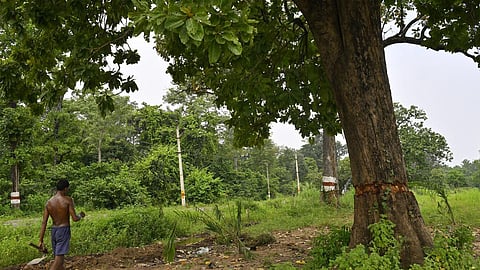 இந்திய வனப்பணி கடந்து வந்த பாதை 