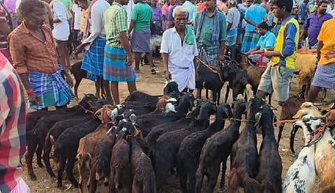 செஞ்சி வார சந்தையில் ரம்ஜான் பண்டிகைக்காக குவிந்த வெள்ளாடுகள் மற்றும் செம்மறியாடுகள் 