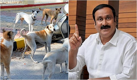 தெருநாய்க் கடியைக் கட்டுப்படுத்த தொடர் இயக்கம்: அரசுக்கு அன்புமணி வலியுறுத்தல்
