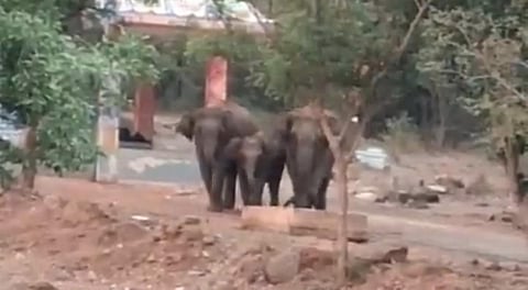 கோவையில் காக்கையைக் கண்டு பின்வாங்கிய யானைகள் - மொபைல் வீடியோ வைரல்