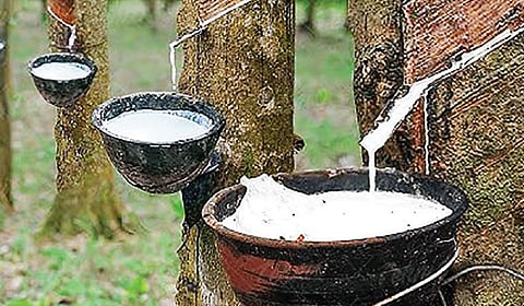 ரப்பர் பொருள்கள் எதில் தயாரிக்கப்படுகின்றன?  டிங்குவிடம் கேளுங்கள்