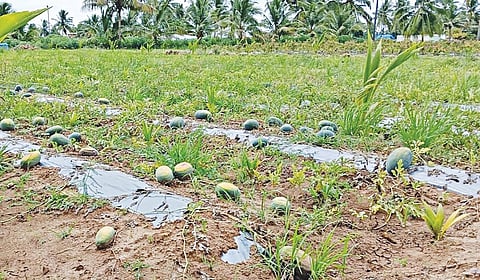 நரிப்பள்ளி  பகுதியில் போதிய விலை இல்லாததால் அறுவடை செய்யாமல் நிலத்திலேயே  விடப்பட்ட  தர்பூசணி பழங்கள். | படம்: எஸ். செந்தில் |