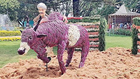 கோத்தகிரியில் நேற்று தொடங்கிய காய்கறிகள் கண்காட்சியில் சுற்றுலாப் பயணிகளை வெகுவாக கவர்ந்த வாடிவாசலில் இருந்து சீறிப்பாய்ந்து வரும் ஜல்லிக்கட்டு காளையை அடக்கும் வீரர் உருவம்.