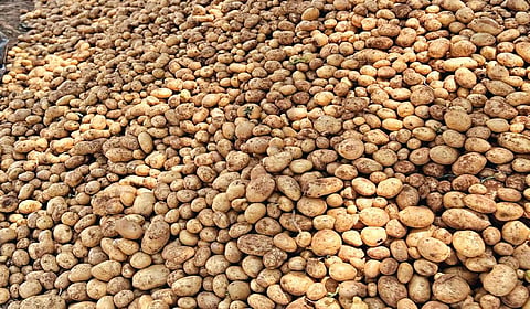 ஓசூர் அருகே எழுசேப்பள்ளியில் அறுவடை செய்து விற்பனைக்கு அனுப்ப குவித்து வைக்கப்பட்டுள்ள உருளைக் கிழங்கு.