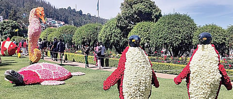 ஊட்டி ரோஜாப் பூங்காவில் நேற்று தொடங்கிய கண்காட்சியில் சுற்றுலா பயணிகளை கவரும் வகையில் ரோஜா மலர்களால் உருவாக்கப்பட்டுள்ள பென்குயின், ஆமை உருவங்கள்.