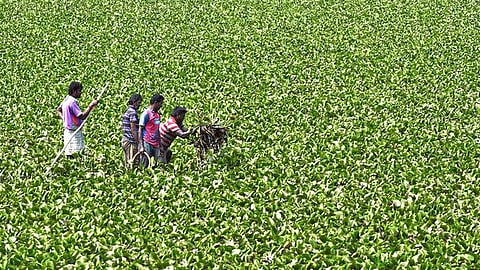 100 நாள் வேலை திட்டத்தில் ஆகாயத் தாமரைகளை அகற்றும் பணிகளை அனுமதிக்க முடியாது: மத்திய அரசு