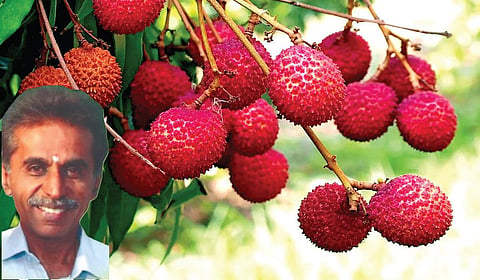 லிச்சி பழங்கள். (உள்படம்) வீரஅரசு