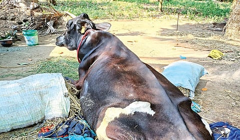 ஆலங்குடி அருகே 
தவளை நோயால் பாதிக்கப்பட்டுள்ள பசு மாடு.
