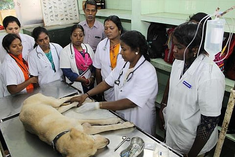 பிளஸ் 2 மதிப்பெண் அடிப்படையில் மாணவர் சேர்க்கை: கால்நடை மருத்துவ படிப்புக்கு அடுத்த வாரம் விண்ணப்பம்