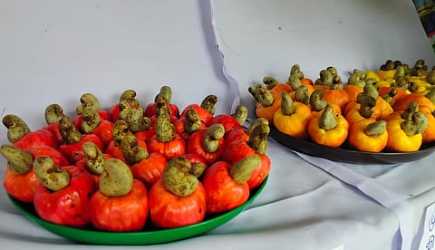 காட்டேரி பூங்காவில் மலைப்பயிர்கள்‌ கண்காட்சி தொடக்கம்