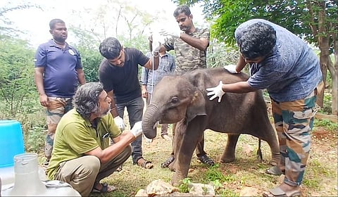 மீட்கப்பட்ட குட்டி யானைக்கு வனக்கால்நடை மருத்துவர் சுகுமார் மருத்துவ சிகிச்சை அளிக்கிறார். 