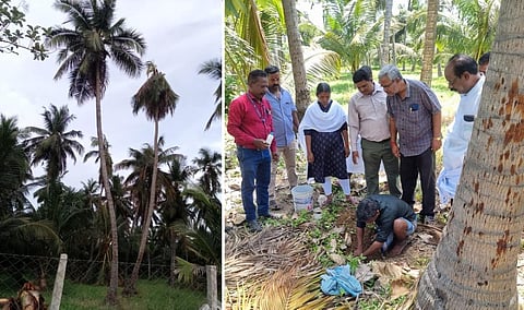மீண்டும் தலைதூக்கும் ‘தஞ்சாவூர் வாடல்நோய்’ - மரங்கள் காய்ந்து கருகும் துயரம்