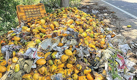 திருவானைக்காவல் பகுதியில் சாலையோரம் குப்பையில் கொட்டப்பட்டுள்ள அழுகிய மாம்பழங்கள்.  | படங்கள்: ர.செல்வமுத்துகுமார் |