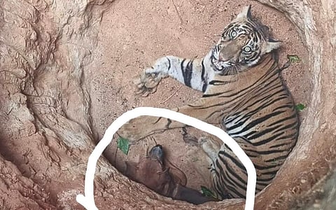 குமுளி அருகே ஒரே குழியில் விழுந்து கிடந்த நாய், புலி மீட்பு