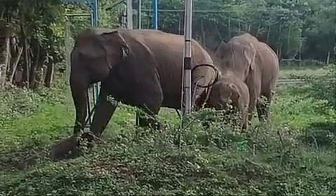 கோவை அருகே மின்வேலியை கடக்க சிரமப்பட்ட யானைகள்