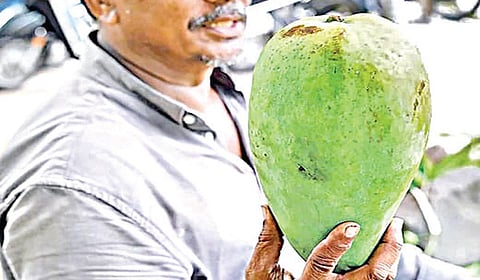 தெலங்கானாவில் விற்பனைக்கு வந்துள்ள ஒரு மாம்பழத்தின் விலை ரூ.900