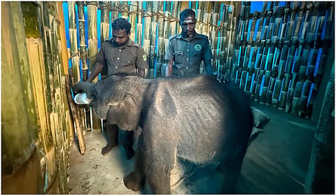 மேட்டுப்பாளையம் அருகே மீட்கப்பட்ட குட்டி யானை ஆனைமலை முகாமுக்கு அனுப்பிவைப்பு