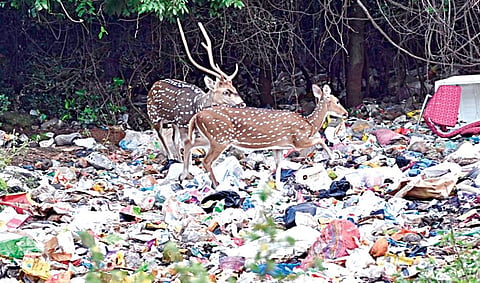 வண்​டலூர் காப்பு காடு​களை ஒட்​டிய பகுதிகளில் கொட்​டப்​படும் பிளாஸ்​டிக் கழிவுகளை உட்​கொள்ளும் மான்கள்.