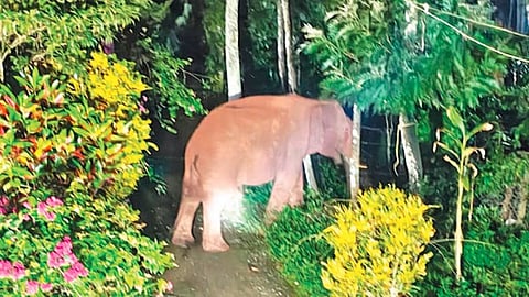 கூடலூரில் குடியிருப்பு பகுதியில் உலா வந்த ‘மொட்டை வால்’ யானை!